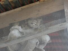 岩崎八幡神社の力士さんをリベンジ訪問、そして千年公園の桜