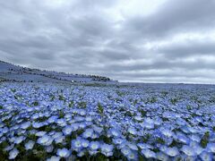 ひたち海浜公園ネモフィラ・いちご狩り・あしかがフラワーパーク藤　バスツアー