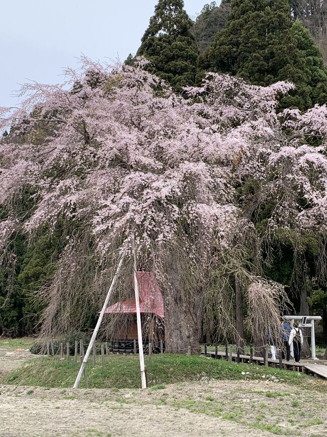 湯沢で、樹齢200年の枝垂れ桜が咲いた記事が新聞にあったので行ってみた。<br />2007年に湯沢市の天然記念物に指定され、2000年に東北・夢の桜街道、2009年に秋田県景観百選に選ばれた桜だ。