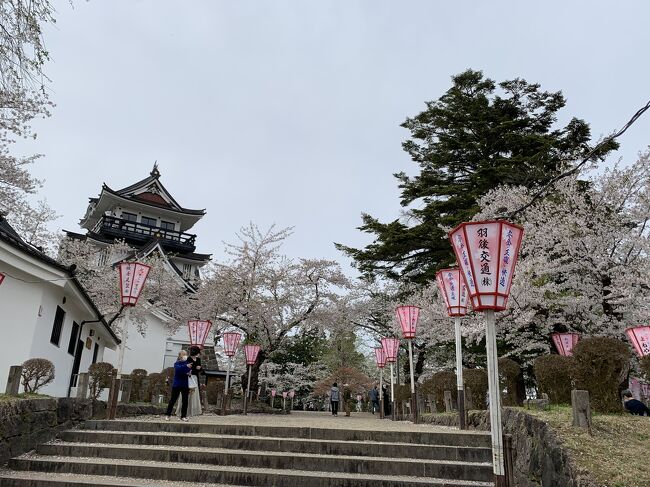 横手の桜を見に行く