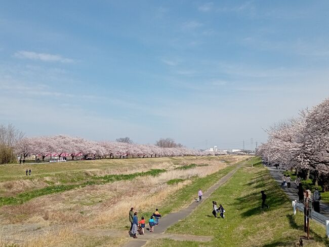 3月末になって東京および首都圏で桜が満開になりました。今年最初の桜巡りは埼玉県の中部坂戸の枝垂れ桜と小江戸川越で寺院内にある桜です。翌週は北西部嵐山とこだまの川沿いに長距離にわたる桜並木、その翌週は県西部の長瀞の桜並木を訪れました。<br />最初の2週目は訪問時はいずれもほぼ満開の状態で、寺院内も川沿いもまるで別世界のような絶景を楽しむことができました。最終週の長瀞は満開のピークを過ぎていましたが、ピンク色の花びらの長距離にわたる桜並木は実に美しかったです。<br /><br />--------------------------------------------------------------------------------<br />スケジュール<br /><br />　3月27日　自宅－（自家用車）慈眼寺－仙波東照宮・喜多院－自宅<br />★4月2日　自宅－（自家用車）都幾川桜堤－こだま千本桜－こだま温泉－自宅<br />　4月10日　自宅－（自家用車）長瀞北桜通り－皆野温泉－芦ヶ久保・道の駅<br />　　　　　－自宅