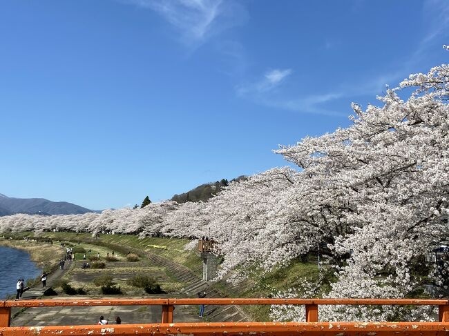 角館武家屋敷の桜と比内地鶏の親子丼、稲庭うどんを食べて桧木内川の桜並木を散策した春の1日。