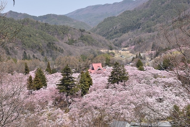 長野県伊那市にある高遠城址公園に行ってきました。<br />その美しさから「天下第一の桜」と称される、日本三大桜の名所の一つです。<br />ちょうど見ごろを迎えた高遠の桜をぜひご覧ください。<br /><br /><br />※ブログ『マリンブルーの風』に掲載した旅行記を再編集して掲載しています。<br />ブログには最新の旅行記も掲載していますので、ぜひご覧下さい。<br /><br /> 『マリンブルーの風』<br />http://blog.livedoor.jp/buschiba/