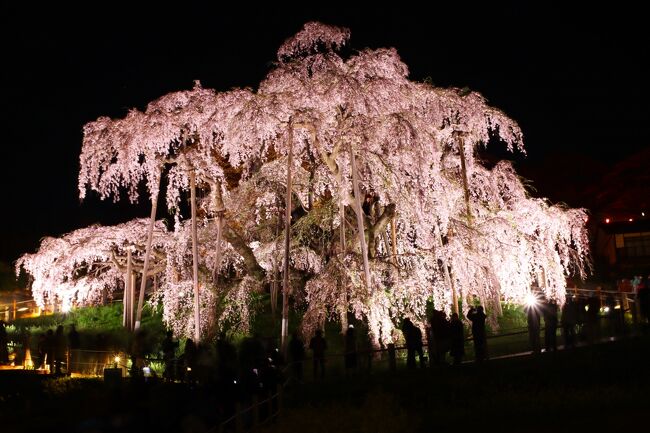 ブララブコー「今年はライトアップも！ 天然記念物指定100周年　～三春滝桜～」