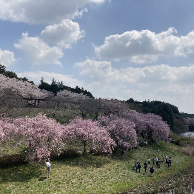 首都圏は桜が終わりつつある中、<br />１８きっぷを使って日帰りで行ける場所、ということで<br />茨城県に桜を見に行くことにしました。<br /><br />石岡市の常陸風土記の丘での花見と<br />牛久市の牛久シャトーでワインを買います。