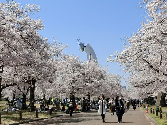 大阪万博記念公園へ今年２回目の桜見物に行ってきました。１回目は３月下旬に「早咲きの桜」見物を、２回目の今回は「染井吉野桜」＆「枝垂れ桜」の見物をした後、最後に日本庭園・中央休憩所から「心字池＆築山」のすばらしい景色を眺めて、心を清めてきました。<br />自然文化園内に植樹されている桜は、「太陽の塔」周辺から東側エリアには「染井吉野桜」が多く、西側エリアには「染井吉野桜」＆「枝垂れ桜」が多く植樹されています。<br />また、桜見物者数の比率は、東側エリアが約７５％、西側エリアが約２５％くらいではないかと思われます。<br /><br />桜の開花状況は、「染井吉野桜」は見頃、「枝垂れ桜」は７分咲き～見頃の状況でした。当日は天気が良かったこともあり、自然文化園エリア内にある「東大路」や「東の広場・西側」等の桜の並木道周辺は多くの見物者で賑わっていました。<br />特に、「東大路」周辺にある「上の広場」や「東の広場」等の広場では、キャンプ場と勘違いするほどの多くのテントが設営され、家族連れがその周辺で幸せなひと時を過ごしていました。<br /><br />そのような「旅行記」ですが、一見していただければ有難く思います。<br /><br />※写真は、「東大路」の東側から見た、西方面の景色です。