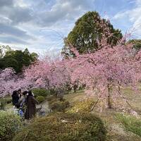 2022年４月　花見に京都　nol kyoto sanjou １泊２日