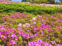 ツツジを見に葉山と鎌倉にドライブ