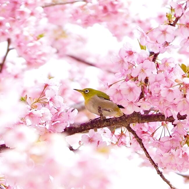 春一番の桜を探しに河津へ　伊豆急踊り子号を使って行ってきました。