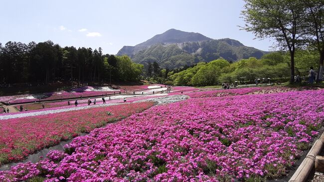 今年は、通常通りの開催で秩父の羊山公園内で咲き誇っている「芝桜」を初めて見に行ってきました。<br /><br />東武東上線で発券している「さいたまプラチナルート乗車券」1900円で東武東上線内は全線フリー「秩父鉄道」の寄居から三峰口迄フリーのお得な乗車券で秩父市内と長瀞を散策した日帰り観光です。<br />秩父観光の時は、いままで西武鉄道の「特急ラビュー」をつかうのですが今回秩父鉄道でアクセスしたのは初めてです。<br /><br />秩父鉄道御花畑駅で下車すると秩父市主催の「電車で芝桜に行こうキャンペーン」を行っていて市内の4施設で使える500円分のクーポン券を配布していましたので入手しました。<br />リーフレットを後ほど見てみたら先着2万名となっていました。<br /><br />会場になっている羊山公園は秩父鉄道「御花畑駅」から歩いて20分ほどで羊山公園にアクセスができます。<br />羊山公園内南側「芝桜の丘」に芝桜が満開で天気も良く芝桜と武甲山の良い眺めでした。<br /><br />次に羊山公園から秩父神社へ参詣し秩父駅へと向かい秩父鉄道で「上長瀞」にむかいました。<br />下車した「上長瀞駅」から散策路を北へ向かって「長瀞駅」まで1時間ほど散策してきました。<br /><br /><br />