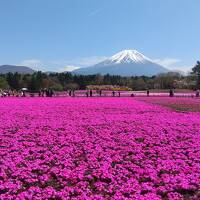 富士芝桜まつり