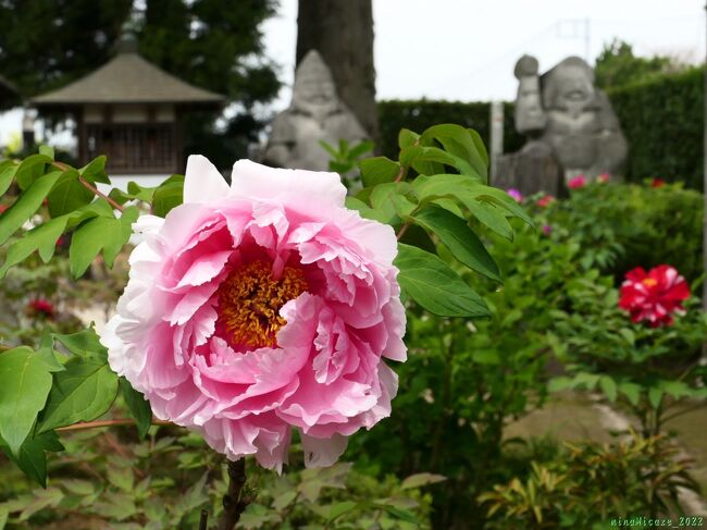 群馬県邑楽町の「恩林寺」へ、ボタンを見に行きました。「恩林寺」の本堂の北側には「曼珠沙華の里」と呼ばれる庭園があって、秋のヒガンバナで知られています。そのヒガンバナ程ではありませんが、春の境内には綺麗なボタンが咲き揃います。訪れた日（2022/04/21）は、開花が進んでいて見頃が始まっていました。