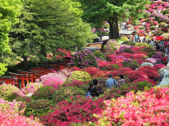 初夏のような陽気の昼下がり<br />根津神社まで花さんぽ。<br /><br />■根津神社公式HP<br />http://www.nedujinja.or.jp/<br /><br />