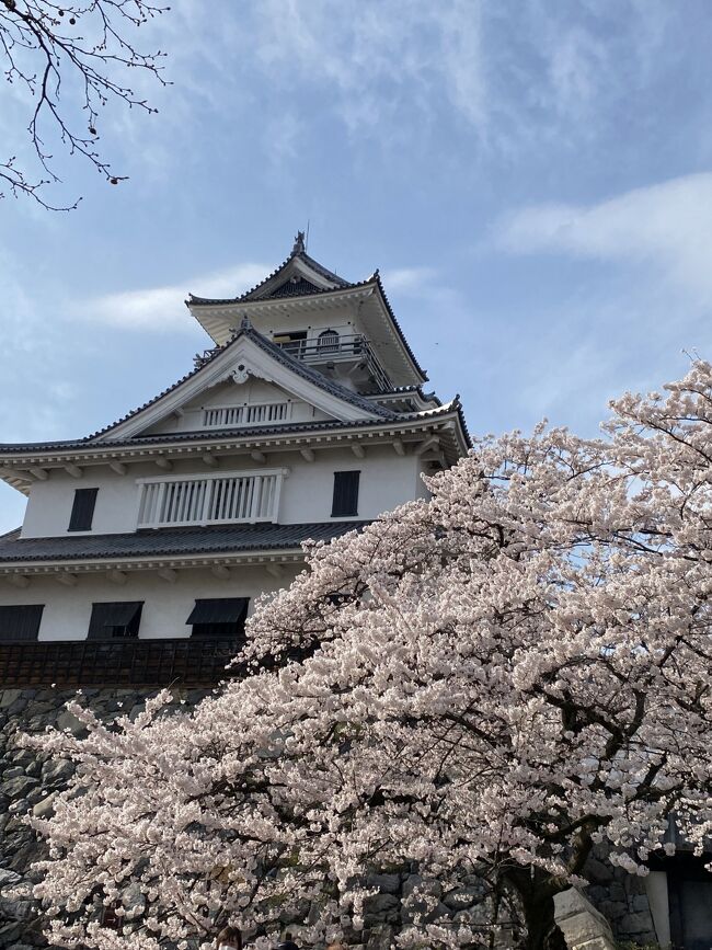 豊公園、長浜城の桜、海津大崎から大浦の桜並木を堪能しました。<br />カヌーで琵琶湖から眺める方もいてやってみたいと思う私。<br />今回は、車に自転車を積み行ってみました。<br />豊公園、長浜場は、歩きです。<br />長浜場から大浦までは車で、湖岸道路を移動。<br />湖岸道路沿いも、桜並木があります。