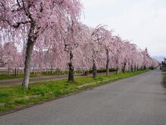 桜旅　('22/04 No1 御殿場～大内宿～日中線のしだれ桜並木)