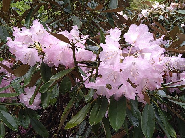 今年は、3月下旬から、週末は花見ドライブに飛び回っています。コロナが一息ついてよかった！<br /><br />今週末は、土曜日は主人は仕事だし、日曜日の午前はマンション総会があるので家で久しぶりに夫婦でおとなしく休養する予定でした。<br />ところが、土曜日の夜、NHKの地方ニュースを見ていた主人から「求菩提園地のしゃくなげが満開だってよ。」との情報提供がありました。比較的近くにあるのに、求菩提園地にはまだ行ったことがない私。息子たちが、夕食はいらないというので、「じゃあ、マンションの総会の後、求菩提園地までドライブに行ってその後外食しようか」と話がまとまりました。<br /><br />今回は、しゃくなげを楽しむ花見ドライブです。