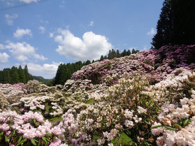 前回の旅行記で、星の花公園のシャクナゲを堪能したDeco一家。<br />帰宅後、出店で購入したシャクナゲが赤い花を咲かせました。<br />この可憐な花が、Deco一家を翻弄するのでした…。<br /><br />（2022/05/06）