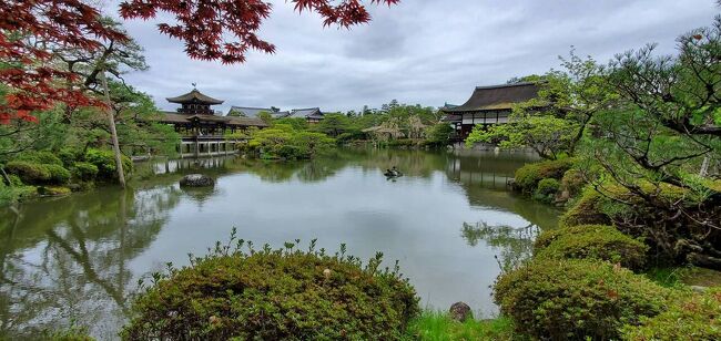京都観光4日目の午後は、平安神宮からです。<br /><br />昨日今日と雨予報でしたが、奇跡的に？ほとんど雨に降られることなく観光することができました。<br />息子君幼いころからの晴れ男・・その力はいまだ健在・・<br /><br /><br />画像は平安神宮の神苑です。<br /><br />