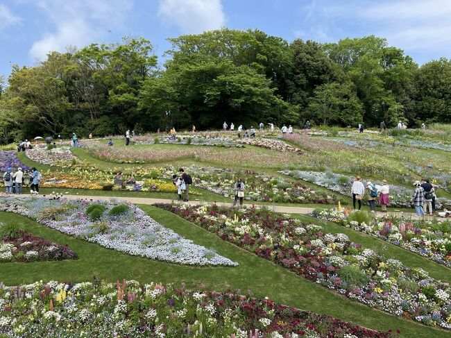 毎年開催される横浜の花のイベント「ガーデンネックレス横浜」。<br />会場は横浜市内に点在していますが、その中で一番規模が大きいのが「里山ガーデンフェスタ」。<br />３／２６～５／８で開催されている里山ガーデンフェスタに行ってきました。