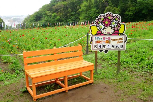 2022年4月26日（火）<br /><br />横須賀の「くりはま花の国」を訪れました。<br /><br />色とりどりのポピー畑の上には鯉のぼりが！<br />薄い青のネモフィラは花盛り♪<br /><br />天気はイマイチでしたが、しっとり潤った空気の中、のんびり花の国を散策しました。