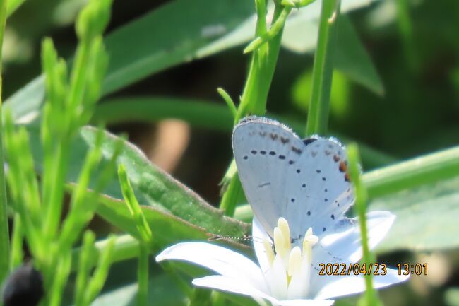 4月23日、午後0時45分過ぎに川越市の森のさんぽ道へ行きました。この日は晴天で気温は25℃くらいでやや暑かったです。花大根の花に飛来していたモンシロチョウ、ツマキチョウ等は見られませんでした。アゲハチョウ類も留まっている所を見られませんでした。　シジミチョウではツバメシジミがかなり見られました。ベニシジミも見られました。ヤマトシジミも見られるようになりました。<br /><br /><br /><br /><br /><br />*写真はツバメシジミ