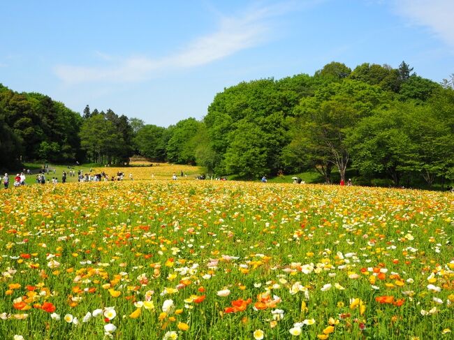 春は次から次へと各地の花の便りが。行きたい場所が色々あって迷ったけれど、この季節には行ったことがなかった国営武蔵丘陵森林公園へ行くことに。<br /><br />広大な敷地を活かした70万本のアイスランドポピーと、ネモフィラが見頃。ルピナスも見頃始めとなったタイミングで、春のお花畑を満喫してきました♪<br /><br />東京ドーム65個分の大きさを誇る広大な公園。3か所の花畑を歩いて回るだけでも時間がかかりましたが、綺麗な新緑に山ツツジが華を添える園内、森林浴も心地よかったです。<br /><br />よろしければご覧ください～！<br />