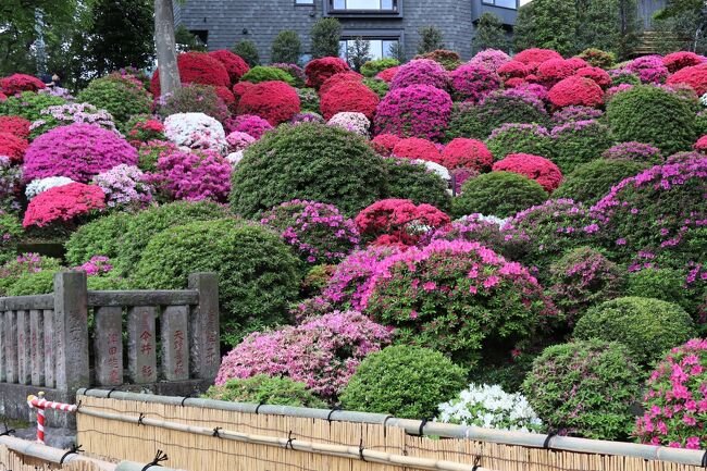 東京都文京区の根津神社、色鮮やかなつつじの見頃は4月中旬から5月上旬。<br />つつじ苑は9時30分から300円で入苑できます。