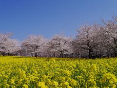 美しい桜と菜の花の風景、ひっそりと咲くカタクリの花♪♪　春を満喫群馬県へ1dayドライブ！！