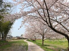 埼玉深谷・青淵公園の桜を歩いてみました。（ブラタモリのロケ地）