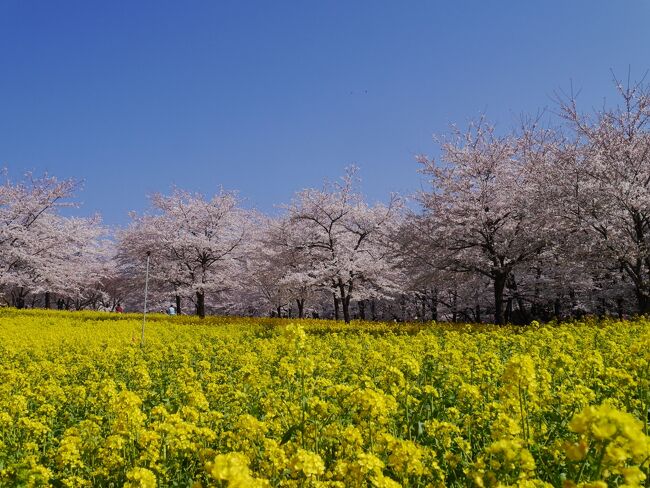 車で何処かにドライブしたいとパパ！<br />やはりこの季節お花見だよね～<br />そんな事を考えながらテレビを何気に見ていたら、群馬の赤城南面千本桜まつりの風景が！<br />今週末は満開でしょう。とアナウンサー！！<br /><br />桜と菜の花のコラボが美しい風景を見て、ここに決定。<br /><br />土曜日、満開の桜祭り、混まないはずがない！！<br />千葉からはるばる行って駐車場に入れなかったらどうする～？<br />そこは、早朝出発しかないでしょう…ということで、AM5時30分出発～～☆<br />パパの予想、AM8時30には着くはずとの事、その言葉を信じLet&#39;s go！<br />予定通り、渋滞もなく予定通り8時30分に到着です。<br /><br />赤城南面千本桜はまさに満開でピンクの桜に黄色の菜の花、遠くには赤城山、春色の風景は忘れられない思い出となりました♪<br /><br />そして赤城山西麓にある赤城自然園は小鳥のさえずりを聞きながら、静かな森の中に咲くかわいい花に癒やされました♪<br /><br /><br /><br /><br /><br /><br /><br /><br /><br /><br />