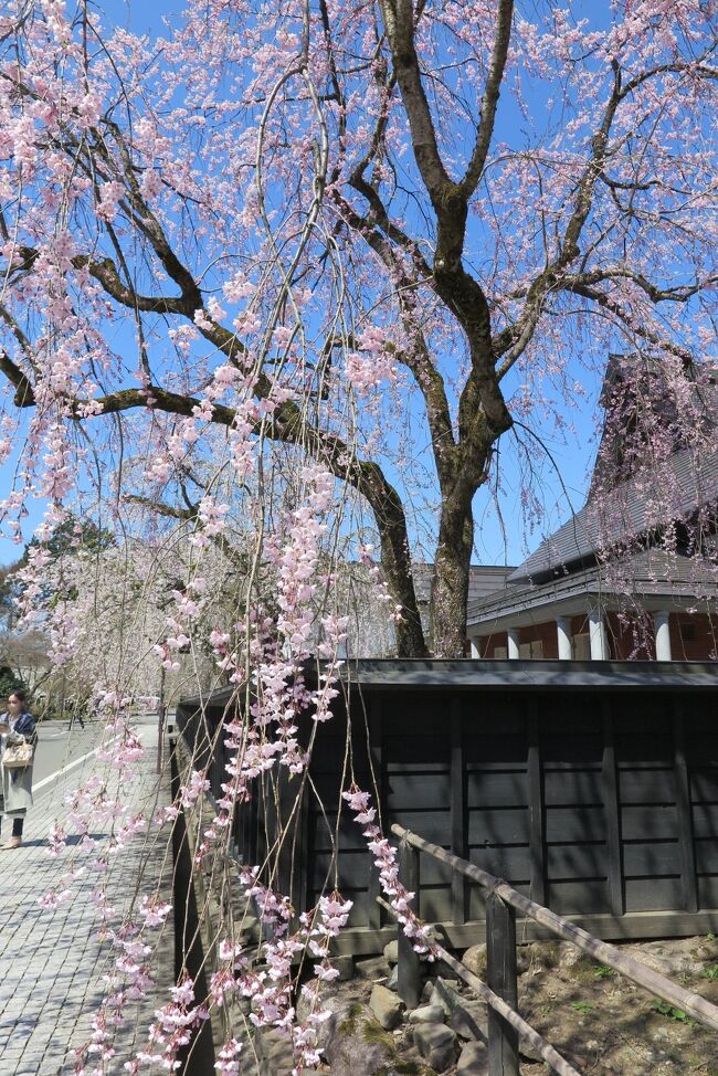 東北に行きだしたのはここ数年ですが、山々が素晴らしくて毎回<br />感動、満足して帰ってきます。<br /><br />今回の旅行は4月中~下旬で桜の季節に合わせて秋田県と岩手県へ行きました。<br /><br />角館は少し見ごろ前で残念でしたが、ドライブ途中どこも桜が咲き乱れていて<br />とても華やいだ気分になりました。また、色々な所で、桜を鑑賞したり、さくら祭りに参加したりする事ができました。<br /><br />関西では、あまり見かける事ができないしだれ桜もたくさんあって<br />それはもう美しかったです。<br /><br />久しぶりの飛行機での遠出、とても楽しい旅行になりました。