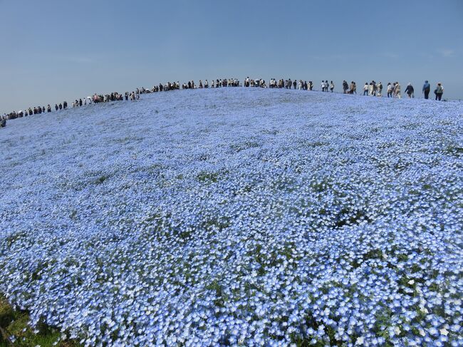 旅行会社のパンフレットを見てはこの目で見てみたいと思っていたネモフィラの丘。今回あしかがフラワーパークとセットで行くツアーに申し込んで実現しました。お天気に恵まれて暑いくらいの晴天でした。人出もものすごくて園内のトレインに乗るのに40分ぐらい待ちましたがネモフィラの丘に着いた時、すごい!としか言いようのないスケールに圧倒されました。<br />次の日の芝桜は朝からの大雨の中、霧も出てぼんやりした景色でした。藤とネモフィラが大満足だったので芝桜はあれで許そう・・・という感じ。