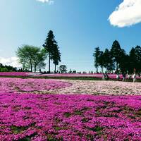 【2022年】　芝桜は満開です。武甲山が見えないからリベンジしちゃったよ！ 