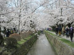 吉野山の桜は3分咲き。京都の桜は満開でした。2022　