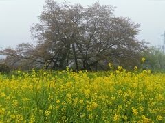 日本五大桜　最後の「狩宿の下馬桜」富士宮