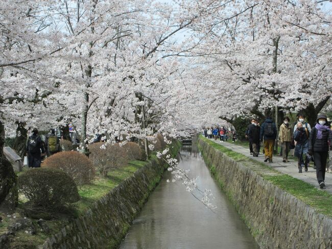 ウクライナが悲惨な状況になっているときに呑気に旅行をしていてよいものだろうかと内心咎める気持ちがありましたが、私の人生もいつ終焉を迎えるのかわからないので生きている時にやりたいことはしておこうという気持ちで出かけました。まさに、秀吉が最後に盛大な花見の宴を催したという「吉野山」が目的地です。残念ながら3分咲きというところでした。<br />神戸を出て吉野山へ、そして京都を通過するのなら桜を見ておこうと思い、京都へ立ち寄りました。久しぶりの旅です。<br /><br />3月２８日（月）　神戸三宮、南京町<br />3月２９日（火）　有馬温泉　ホテルオークラ「さざんか」後で書きます。<br />3月３０日（水）　震災メモリアルパーク　神戸海洋博物館　メリケンパー３３月３１日（木）　吉野山　吉水神社　金峰山寺　吉野の湯　石舞台古墳<br />4月　1日（金）　嵐山　天龍寺　嵯峨野トロッコ列車　竹林　<br />４月　２日（土）　哲学の道　蹴上インクライン　清水寺<br /><br />温泉巡りの旅１５　吉野山　吉野館　天然ラジウム温泉<br />温泉巡りの旅１６　かしはらの湯