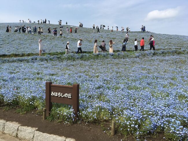 『いば旅あんしん割』ツアーで「牛久シャトー見学とランチ／国営ひたち海浜公園のネモフィラ／笠間稲荷の藤」