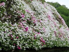 団塊夫婦の稲城市花散歩