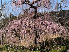 2022年☆花もだんごも？るなさんと行く早春の浜松【1】昇竜しだれ梅園と浜松グルメ