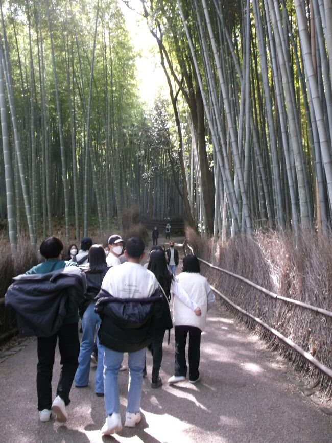 午前中に保津川下りを楽しんだ後、嵐山に着きましたら、すごい人、人、人。春休みなのか若者だらけです。<br /><br />しかも、着物姿の若者の多いこと。カップルはもとより、男子数人のグループも、たくさん着物姿であるいています。<br />ここにくると、着物でお散歩したくなるのかな。<br /><br />この人の波も、天龍寺、野々宮神社あたりまでで、常寂光寺や祇王寺に行く頃には人影もまばらになり、嵯峨野の静かな春を堪能させてもらいました。