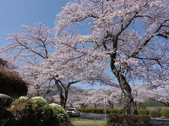 自転車でGO! =富士霊園へ(2022.04.12) 2.富士霊園の桜が綺麗です=