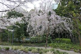 春のザ・プリンスギャラリー東京紀尾井町♪　Vol.13 ☆東京ガーデンテラス紀尾井町　美しい桜風景♪