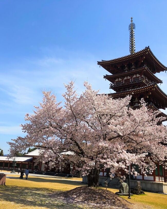 今年の春は奈良へ桜を見に行きたい!と相方が突然言い出して、前回の大阪から三週間しかたっていませんでしたが、急遽奈良へ桜を見に行って来ました。<br /><br />奈良2泊。<br /><br />今回は往復飛行機です。<br /><br />1日目は伊丹空港から前回乗った大阪行きのバスで大阪駅へ。<br />JRで奈良へ。<br />午後は昨年行かなかった、奈良駅から少し離れた薬師寺と唐招提寺へ行きました。