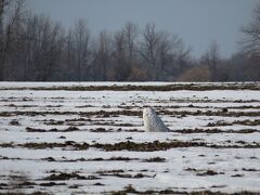 シロフクロウを探して極寒のカナダ子連れ旅行：後編