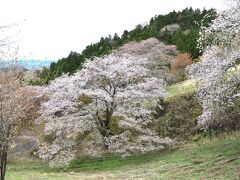 春旅　大子町の山桜と那珂市の八重桜と市貝町の芝桜