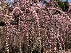春旅　梅の花のシャワー