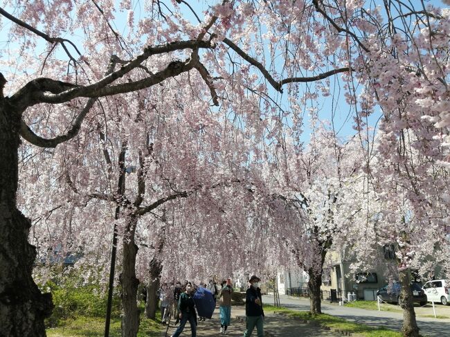 ’２２　福島桜さんぽ２　喜多方 日中線の満開のしだれ桜並木さんぽ