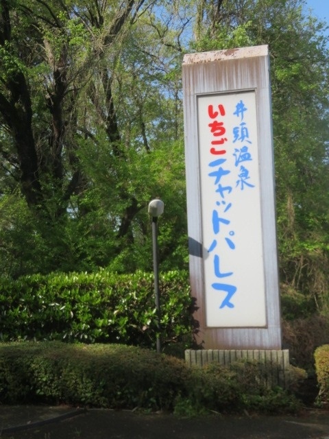 栃木県真岡市の井頭公園に隣接している井頭温泉、公共の温泉宿「井頭温泉チャットパレス」に宿泊して公営の大規模温泉施設と宿の温泉に入浴して会席料理の食事を楽しみました。<br /><br />真岡市の公共の宿「井頭温泉チャットパレス」と真岡市健康増進施設「真岡井頭温泉」は広大な公園・井頭公園の南側に隣接してあります、井頭公園には一万人プール、フィールドアスレチック、ボート池、バラ園・ボタン園、パターゴルフ、レストランなどあり、多くの市民が憩いの場として楽しんでいます、真岡井頭温泉はプールがある大型の日帰りの温泉入浴施設として利用されています。<br /><br />井頭温泉チャットパレスでは地下1500ｍから湧き出す天然温泉（ナトリウム・カルシウム・塩化物温泉）にたっぷり入り、綺麗な客室でのんびりして、夕食は栃木産の食材を利用した会席料理を食べました、朝食はパンでした、宿泊は初めて、温泉は2回目の利用でした。