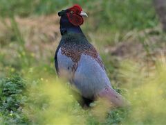 吉備路周辺野鳥観察・人生２度目の雉撮影がメインです。