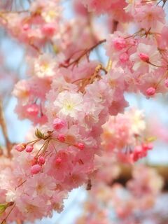 2022年4月　神奈川・鶴見　馬場花木園の春